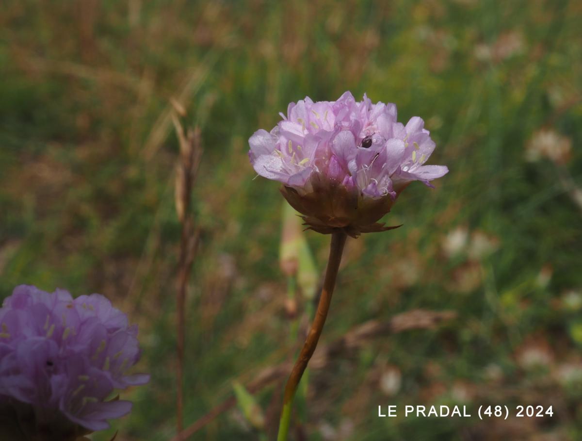 Thrift, Jersey flower